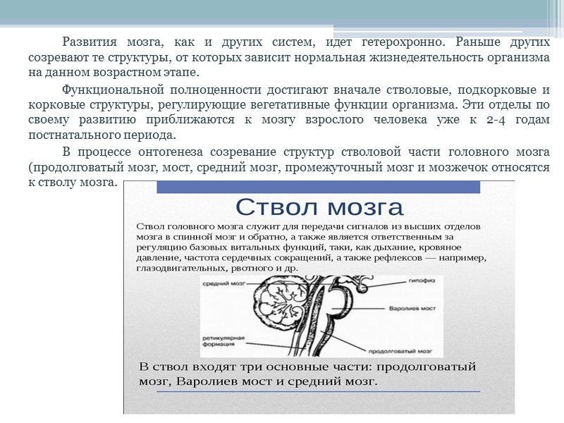 Какие отделы мозга входят в состав ствола. Развитие ствола мозга. Рефлекторная функция ствола головного мозга. Ствол головного мозга. Источники развития.. Как развивать ствол мозга.