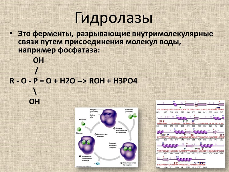 Свободные ферменты. Классификация гидролаз. Гидролазы ферменты. Классификация ферментов гидролазы. Гидролазы примеры реакций.