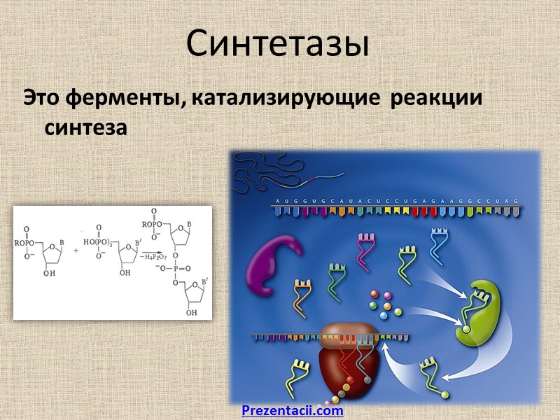 Гидролазы реакции. Гидролазы ферменты. Синтетазы. Гидролазы химическая структура. Гидролазы примеры ферментов.