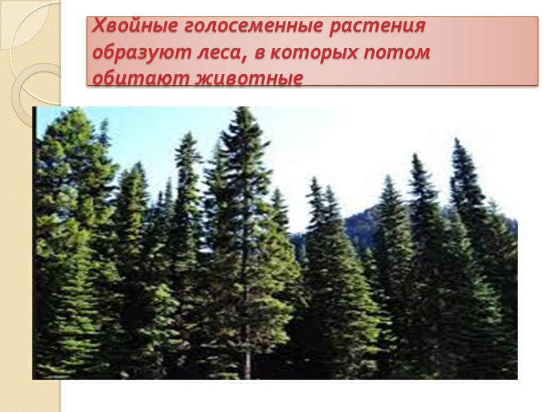 Хвойные голосеменные растения образуют леса, в которых потом обитают животные