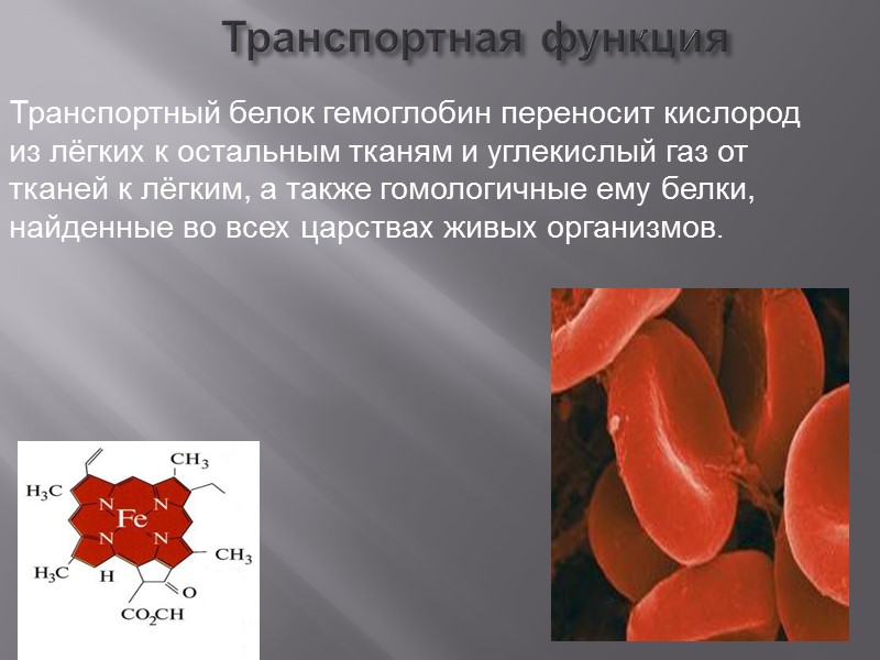 Элементарный состав белков С (углерод) – 50-55%; О (кислород) – 21-24%;  N (азот)