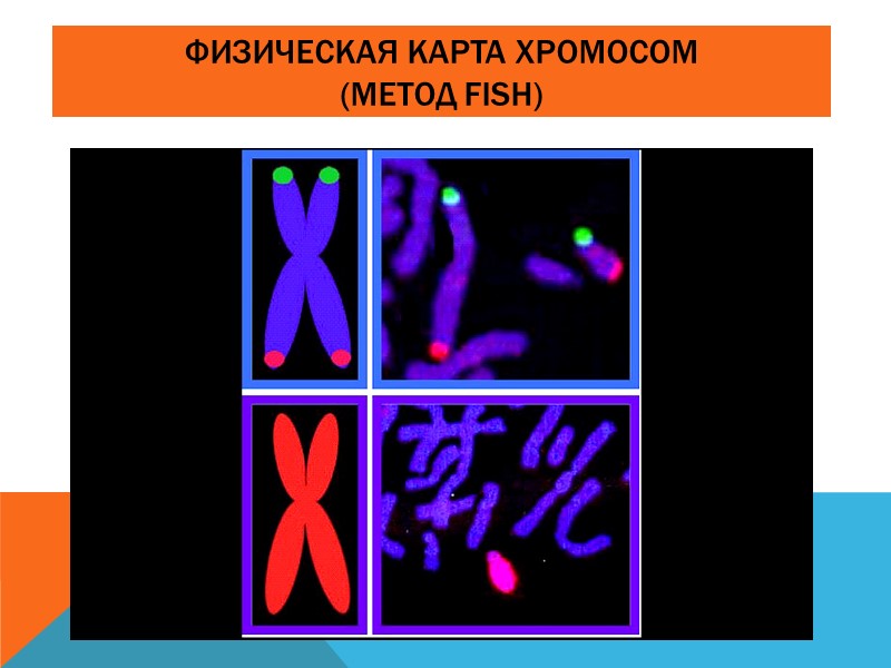 ОСНОВНЫЕ ПОЛОЖЕНИЯ Хромосомной теории НАСЛЕДСТВЕННОСТИ Гены располагаются в хромосомах. Хромосомы располагаются в ядре (исключение