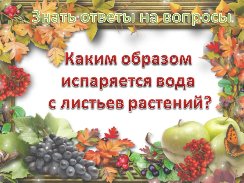 Знать ответы на вопросы Напишите алгоритм процесса  фотосинтеза