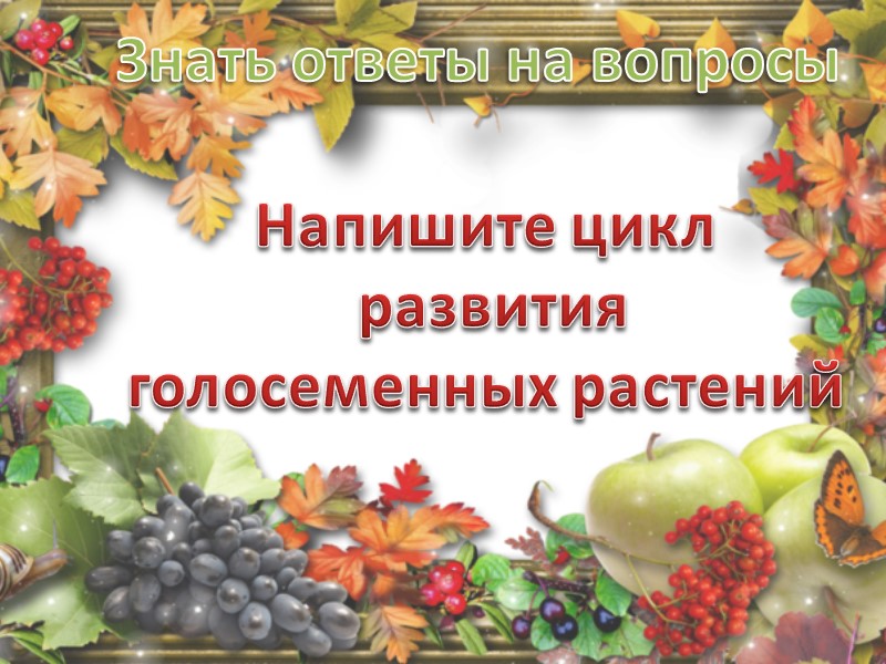 приспособления  растения для  ФОТОСИНТЕЗА черешок для   поворачивания  листьев к