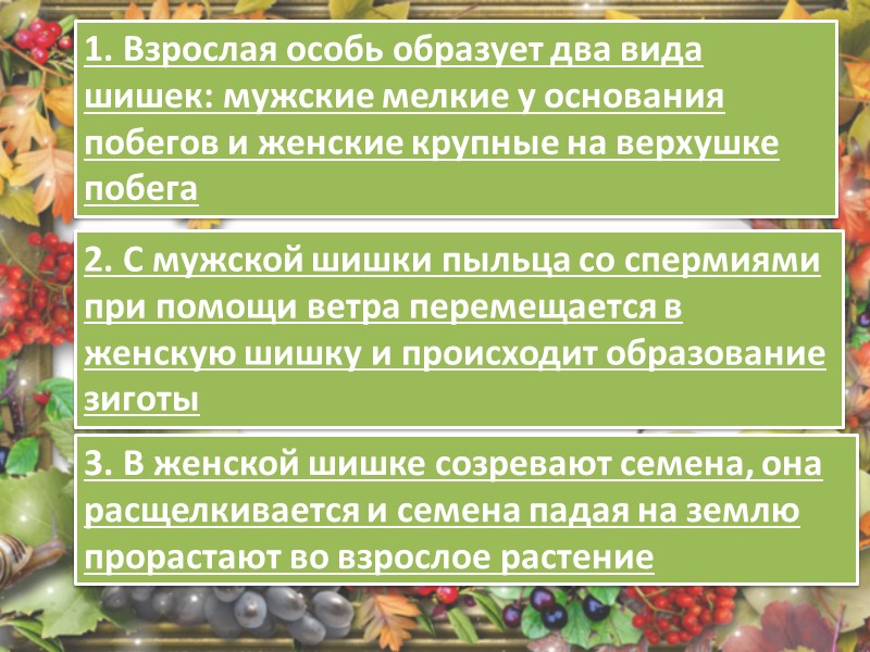 Особи образующие. Однородные растения. Признаки класса однородных растений. Однородные растения примеры. Сообщение об однородных растений.