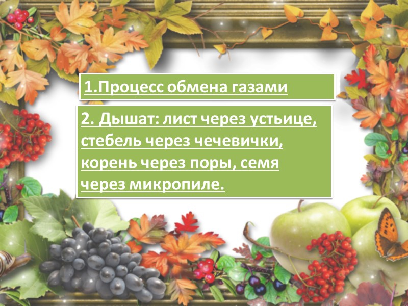 Внутри листа водяной пар по межклетникам проникает к устьицам (двум замыкающим клеткам) и испаряется