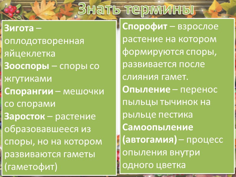 Знать ответы на вопросы Напишите цикл  развития папоротника