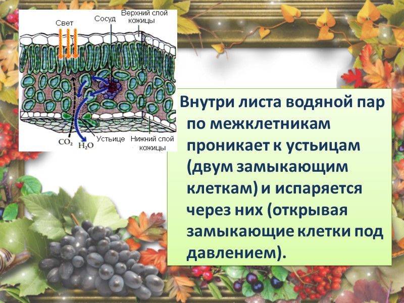 1. Взрослая особь (листостебельное растение) спорофит имеет на листьях вайях спорангии со спорами 2.