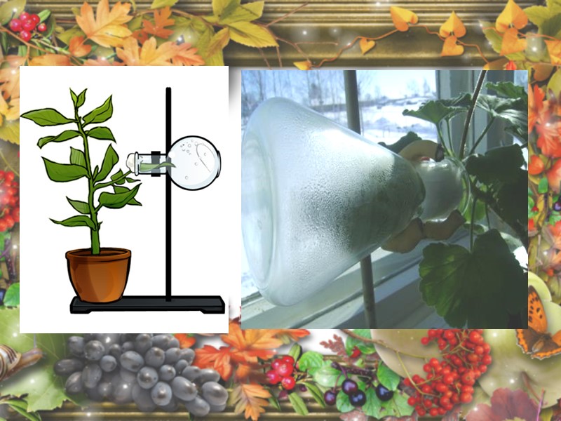 Знать термины Фотосинтез – процесс образование органических веществ из неорганических: углекислого газа и воды