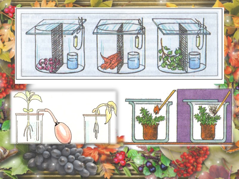 Знать термины Двойное оплодотворение – процесс слияния спермиев в завязи цветка одного с центральной