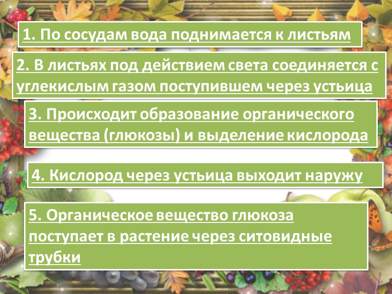 1. Способствует передвижению воды в растении. 2. Предохраняет листья от перегрева 3. Оказывает большое