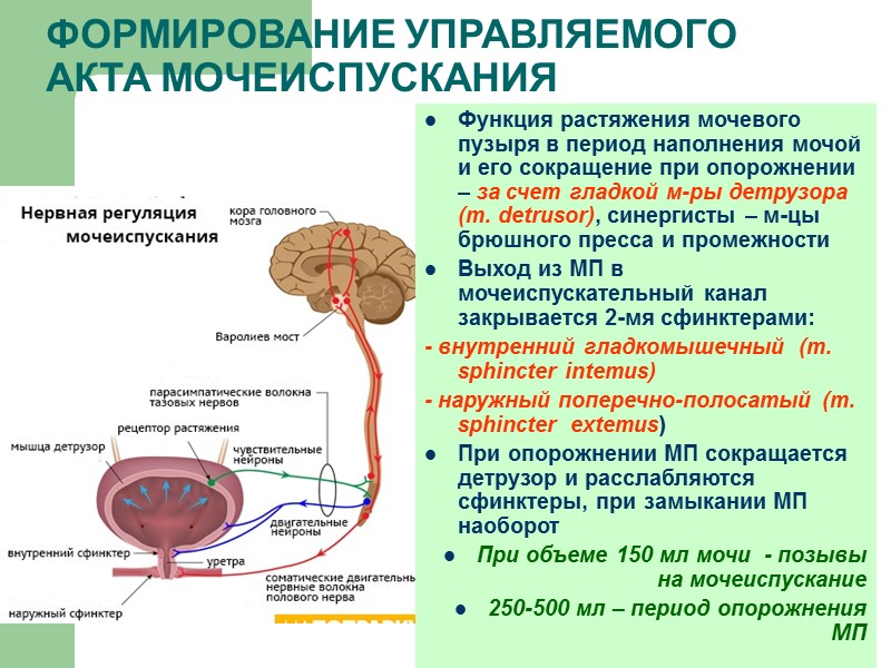 Лечебная физкультура при энурезах Вторая часть: Исходное положение (И.П.) - сидя на полу Ноги