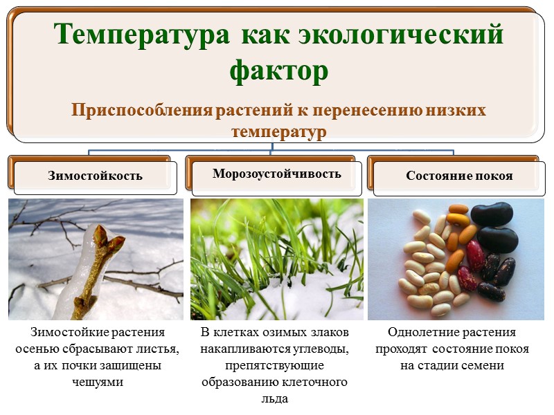 Приспособления ели. Приспособление растений к температуре. Температурные приспособления растений. Приспособления растений к низким т. Температура как экологический фактор.