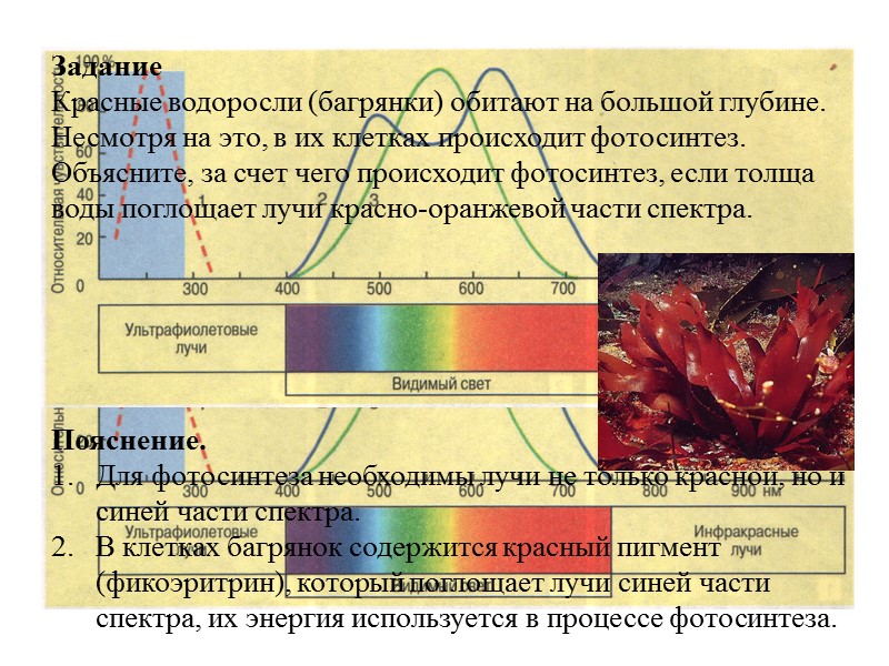 Эрнст Геккель,  немецкий биолог, автор термина «экология» (1866 г)