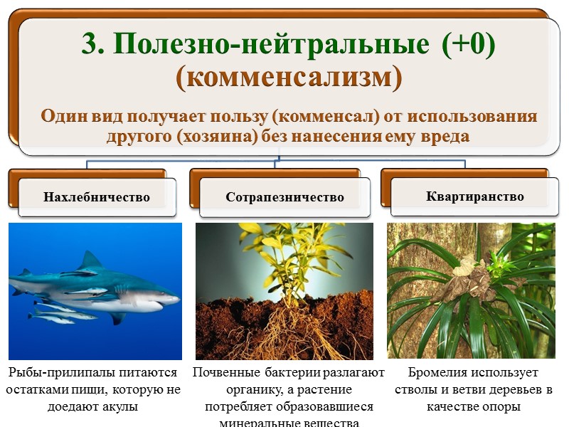 Вид польза. Полезнонейтральне отношения. Полезно нейтральные отношения. Виды комменсализма. Полезно нейтральные отношения примеры.