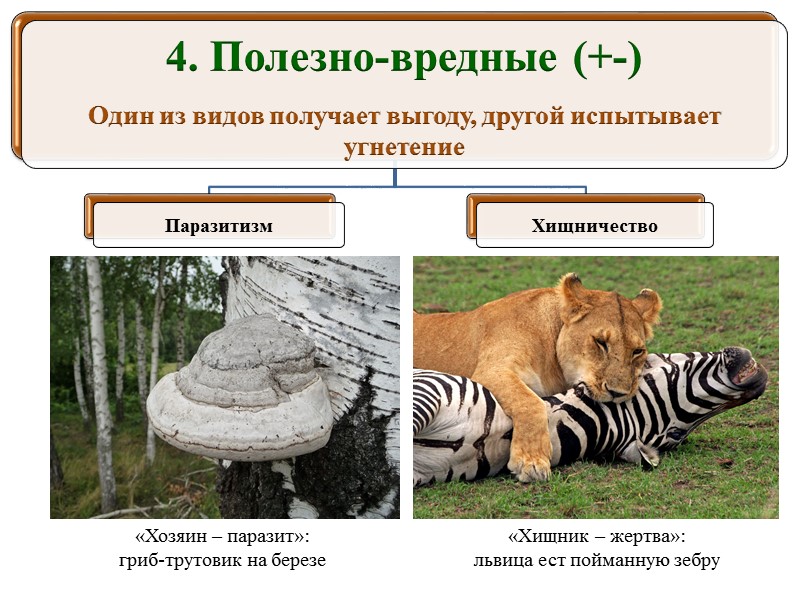 Задание. Определите, к какой экологической группе относится стрелолист? Ответ поясните. Пояснение. Стрелолист является наземно-водным