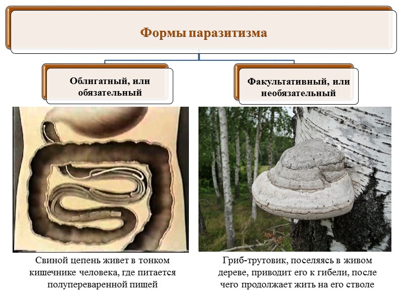 Речной рак Лягушка прудовая Бурый медведь