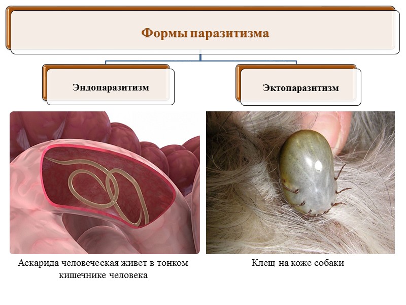 Белки и лоси в одном лесу не контактируют друг с другом