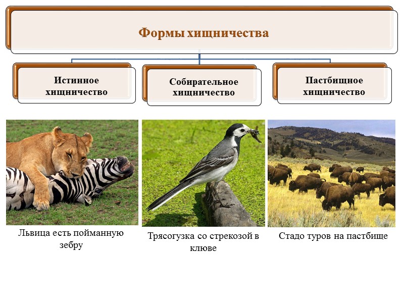 Актиния защищает рака и использует его в качестве средства передвижения Симбиоз между корнями растения