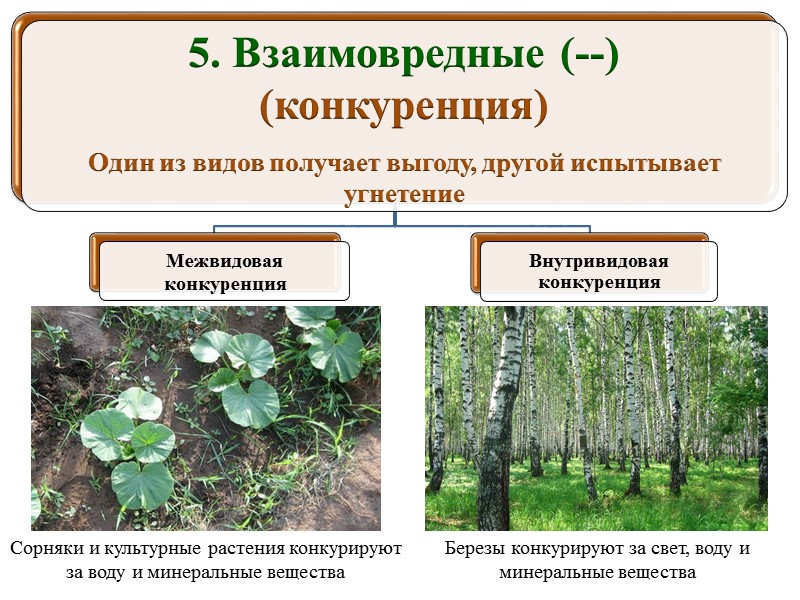 Рыбы-прилипалы питаются остатками пищи, которую не доедают акулы Почвенные бактерии разлагают органику, а растение