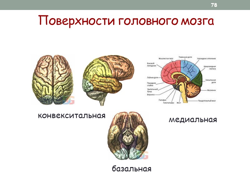 Моторный гомункулюс  (представительство мышц в моторной коре)