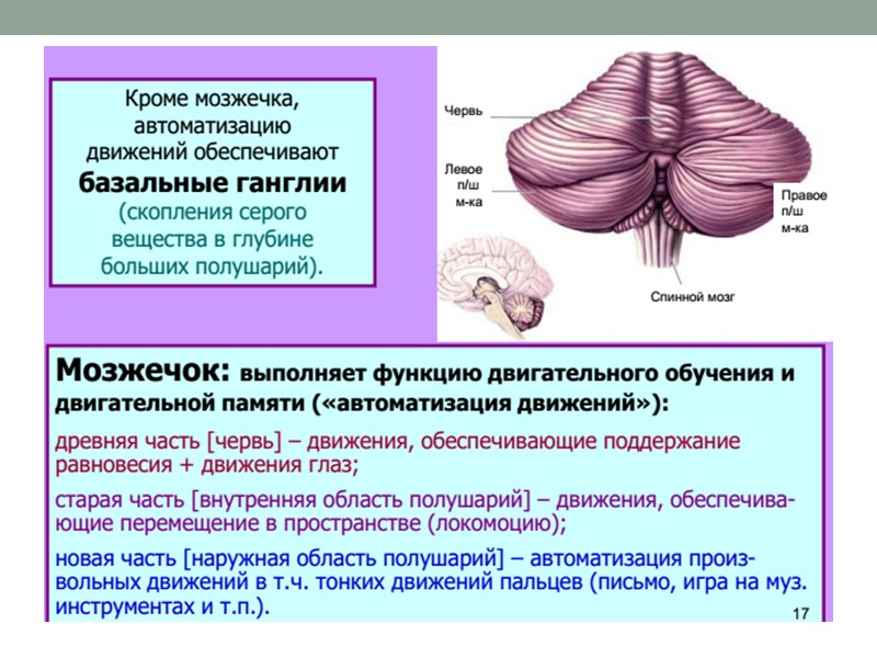 121 Теменная доля    Функции: Корковый анализатор поверхностной (болевой и тактильной) и