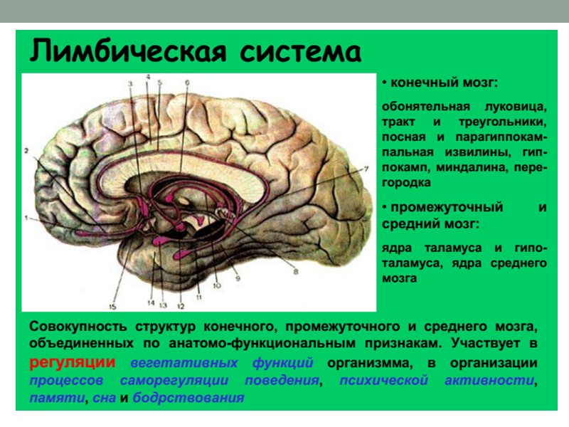 134 Крылова Н.В., Искренко И.А. Мозг и проводящие пути: Анатомия человека в схемах и