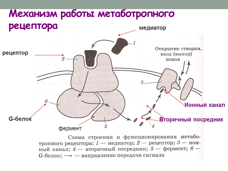 Возбуждение возникает исключительно на мембране возбудимых клеток. Возбуждение вызывает 2 вида изменений функции клеток