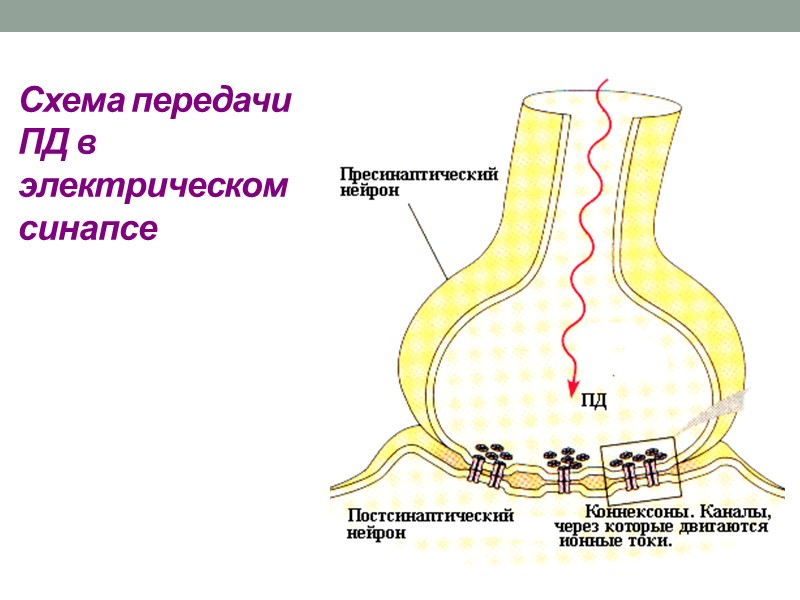 Сенсорные системы – это морфо-функциональное объединение в нервной системе человека нервных клеток, способных воспринимать