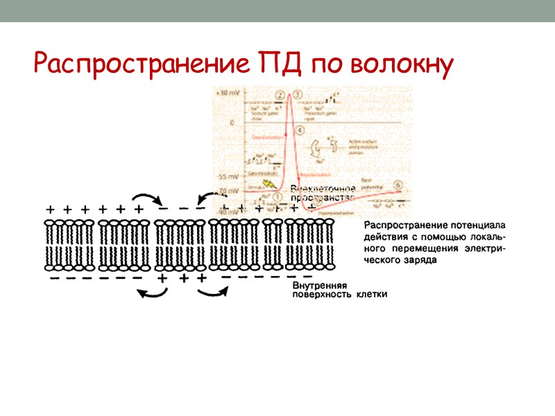 4.  Программирование поведения. На основе поступающей и уже хранящейся информации нервная система либо