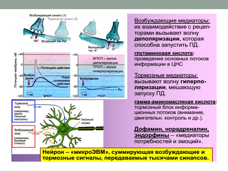 13 Общая физиология нервной системы Основные составляющие нервной системы ЦЕНТРАЛЬНАЯ НЕРВНАЯ СИСТЕМА (ЦНС) включает