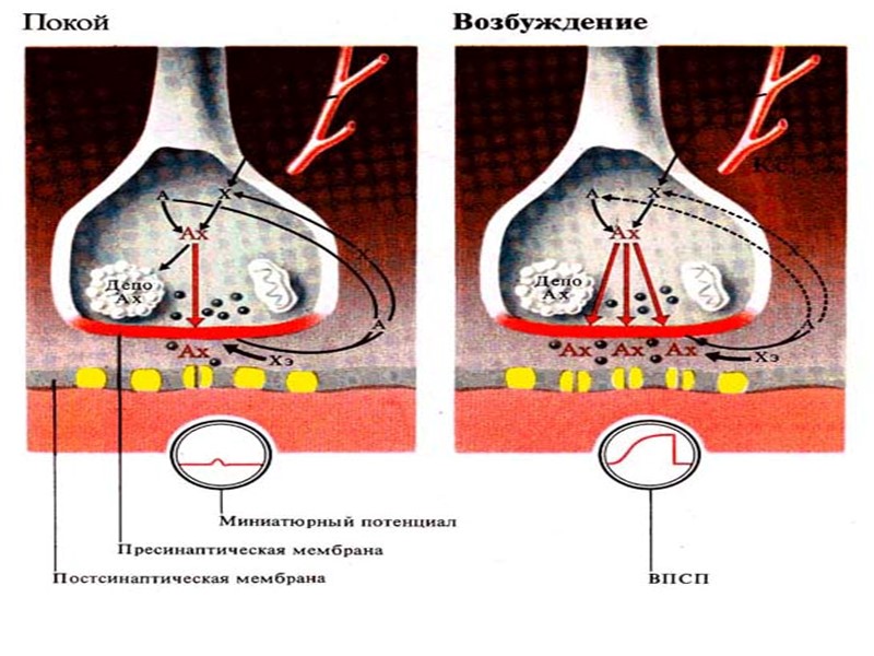 Центральная нервная система (ЦНС)  I. Шейные нервы.  II. Грудные нервы.  III.