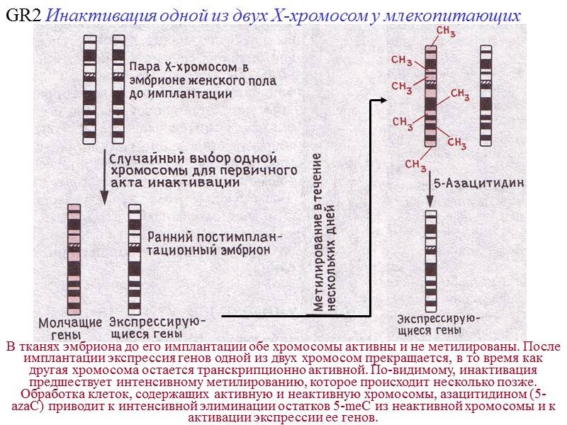 120 Специфические мотивы связывания с ДНК «Цинковые пальцы» - zinc finger domain  