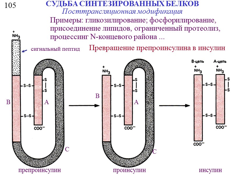 121 Специфические мотивы связывания с ДНК Спираль-поворот-спираль - helix-turn-helix Взаимодействие димера репрессора l с
