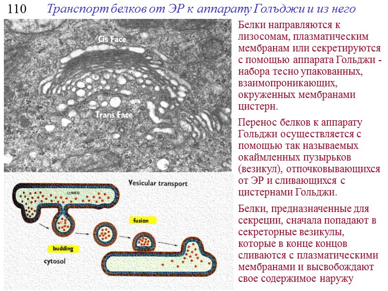 16 УПАКОВКА ДНК В ХРОМОСОМАХ «бусы на  нитке» хроматиновые фиблиллы вытянутые петли компактные