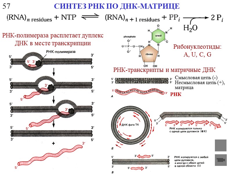 59 ДНК-ЗАВИСИМЫЕ РНК-ПОЛИМЕРАЗЫ «Рабочий цикл» s-субъединицы Участия различных s-субъединиц в споруляции  Bacillus subtilis