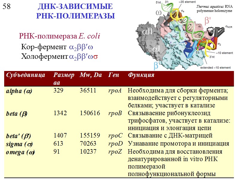 pλ pΔ p58.21 Гасанов Е.В. и др. Мол. генетика, микробиол. и вирусол. 2007. №