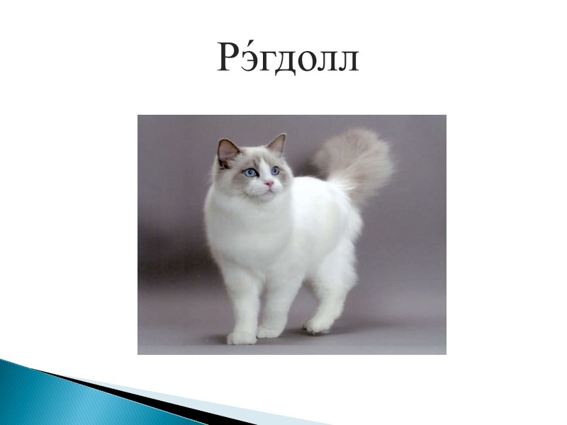 Турецкая ангора