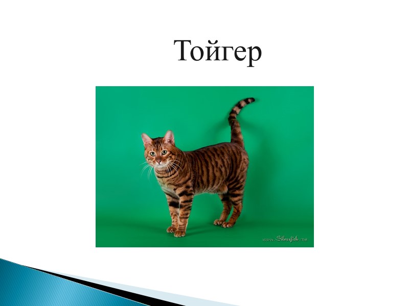 Персидская