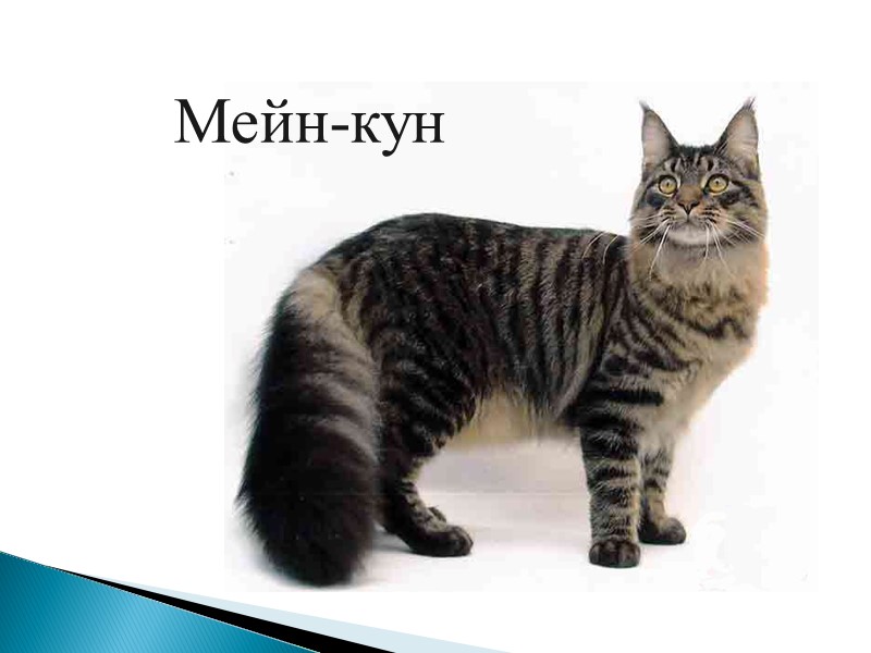 Русская Голубая