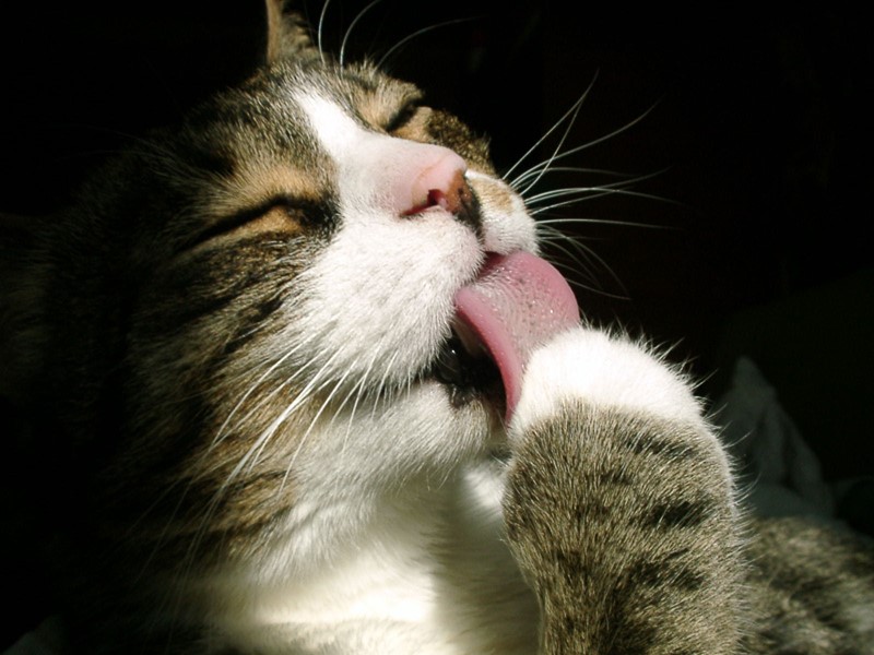 Задачи  Расширить представление о кошках. Узнать, какие породы кошек существуют.  Выяснить к