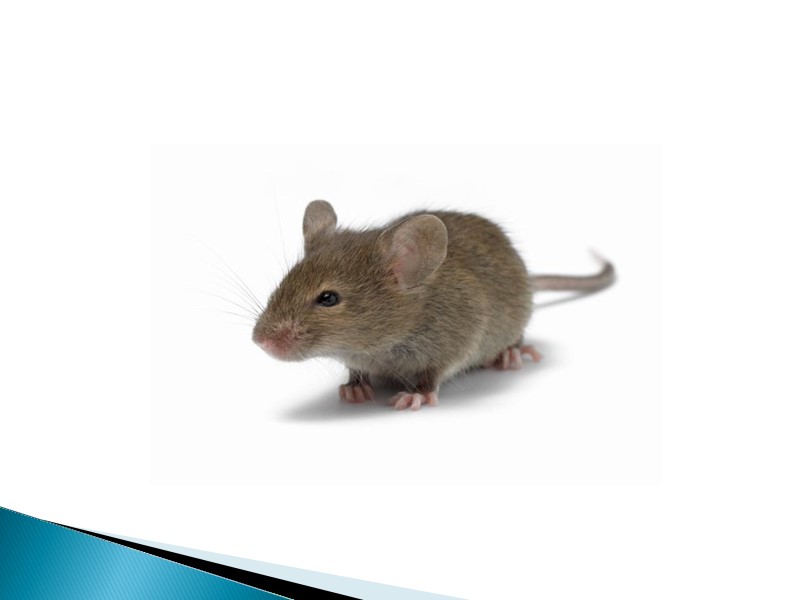 Интересное о кошках.