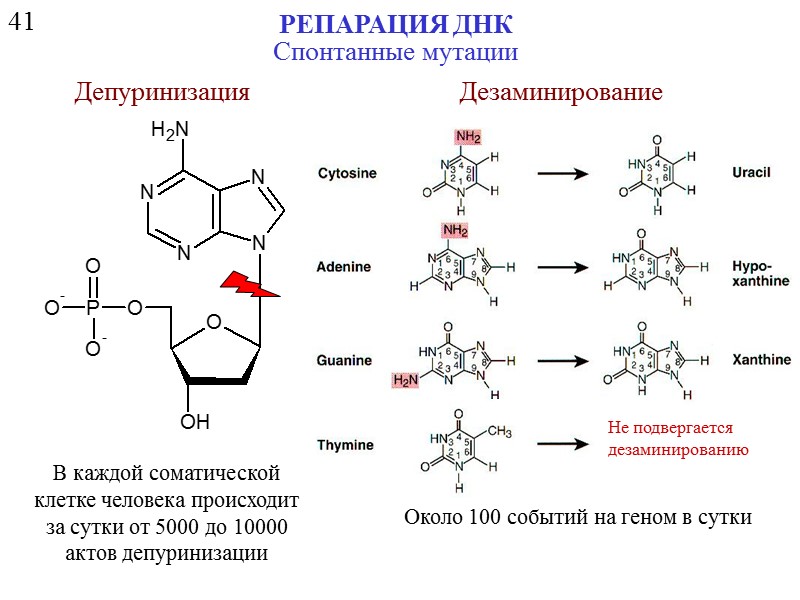 Спонтанные мутации картинки