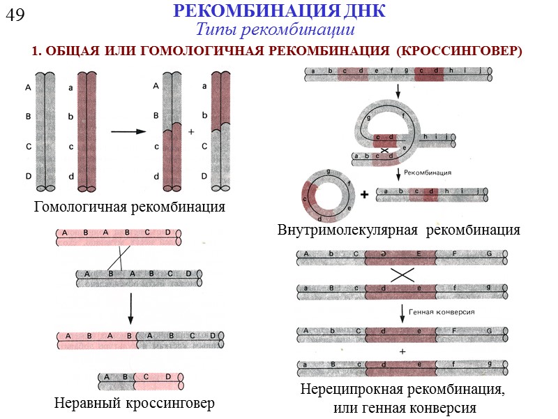 Типы днк. Гомологичная рекомбинация схема. Гомологичная рекомбинация ДНК репарация. Рекомбинация это в генетике. Генетическая рекомбинация схема.