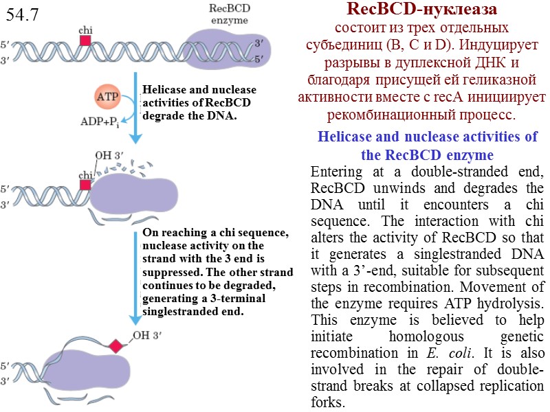 50 РЕКОМБИНАЦИЯ ДНК Типы рекомбинации  3. СЛУЧАЙНАЯ ИЛИ НЕГОМОЛОГИЧНАЯ РЕКОМБИНАЦИЯ Специфический сайт имеется