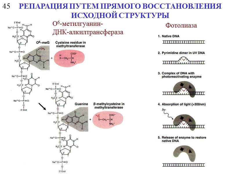 Спонтанные мутации картинки