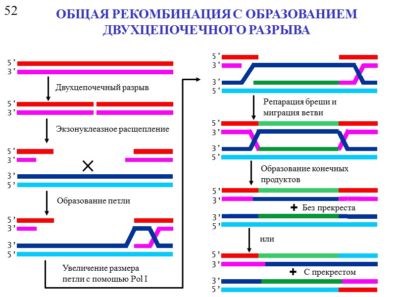 Рекомбинация днк схема