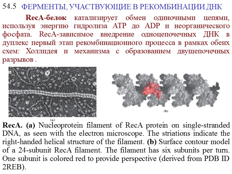 48 ЗНАЧЕНИЕ РЕПАРАЦИИ ДНК ПИГМЕНТНАЯ КСЕРОДЕРМА Люди, страдающие пигментной ксеродермой, очень чувствительны к ультрафиолетовому