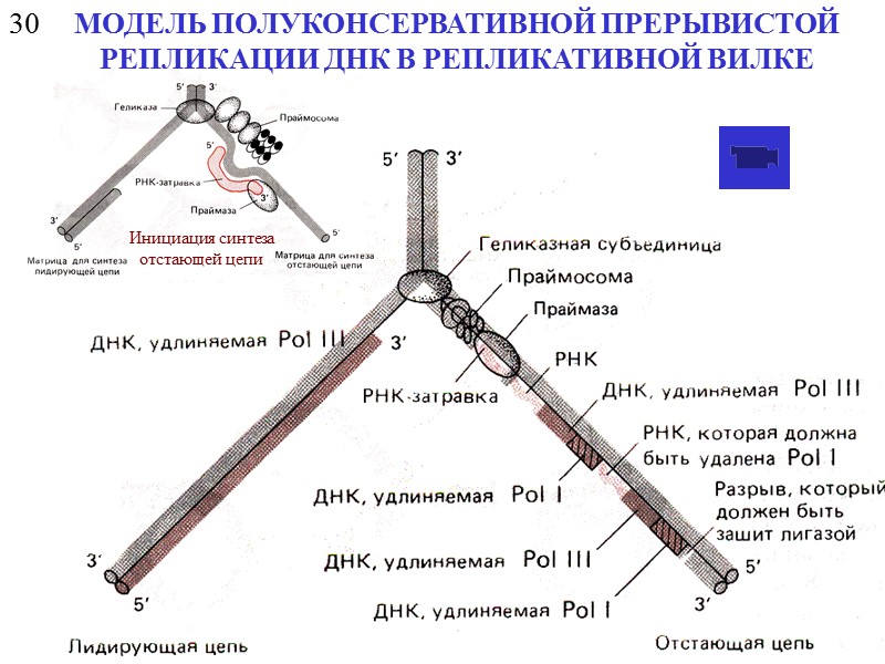 25 ДНК - ЛИГАЗЫ NAD+ никотинамидадениндинуклеотид Механизм действия ДНК-лигазы