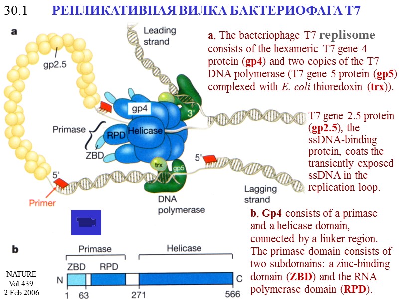 27 ДНК-ТОПОИЗОМЕРАЗЫ Топоизомераза I Топоизомераза II Размыкание кольцевых дуплексов Гираза Топоизомеразами типа I, уменьшают
